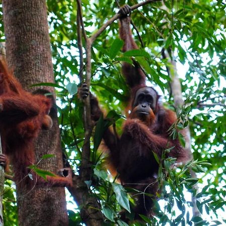 Sumatra Orangutan Discovery Villa Bukit Lawang Εξωτερικό φωτογραφία