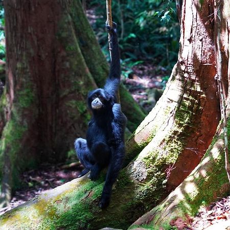 Sumatra Orangutan Discovery Villa Bukit Lawang Εξωτερικό φωτογραφία