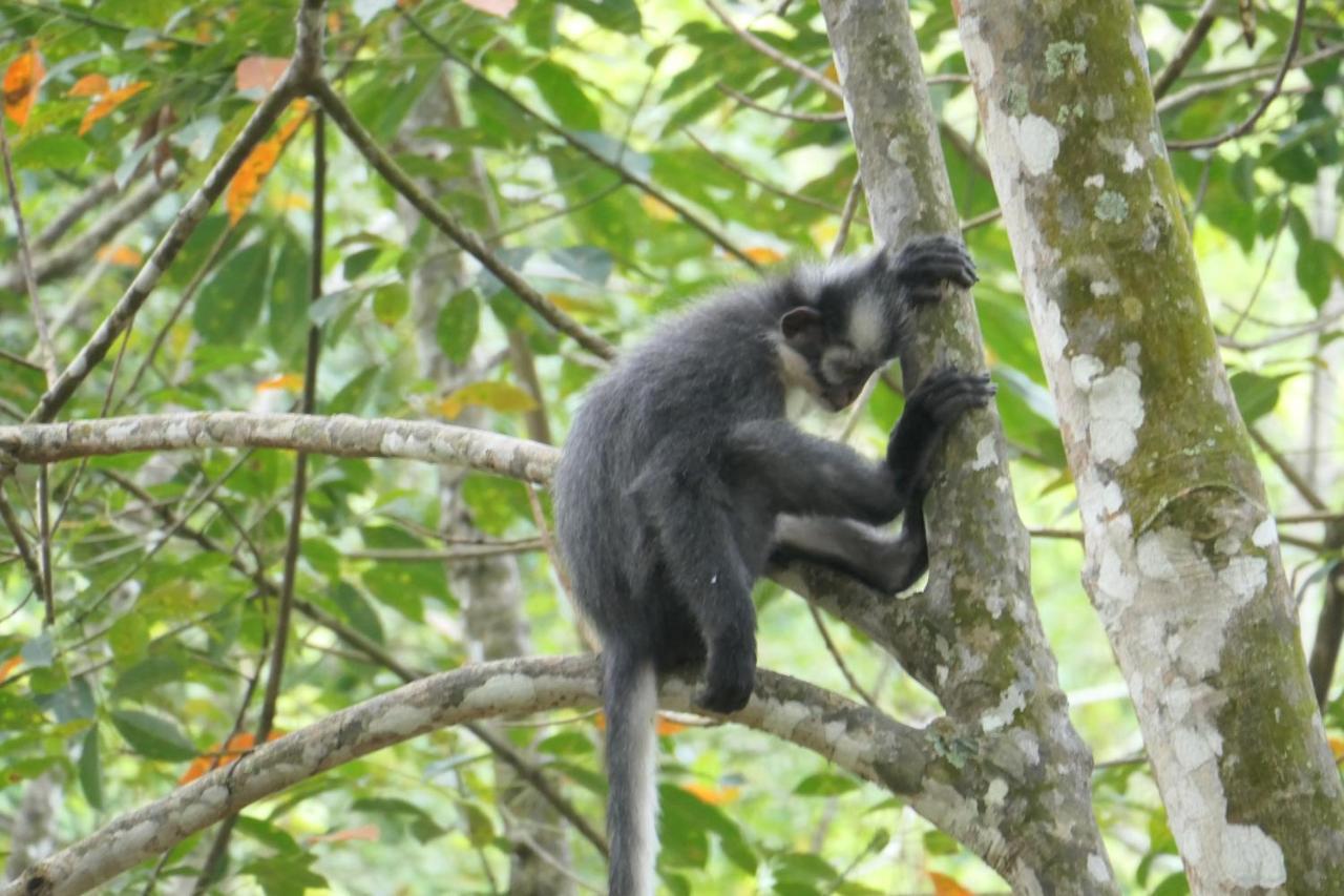 Sumatra Orangutan Discovery Villa Bukit Lawang Εξωτερικό φωτογραφία