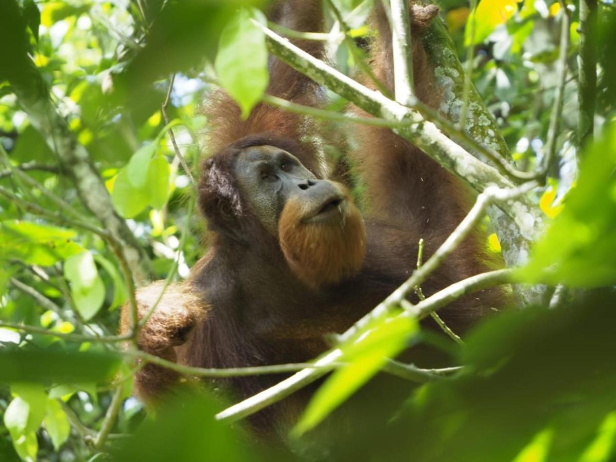 Sumatra Orangutan Discovery Villa Bukit Lawang Εξωτερικό φωτογραφία