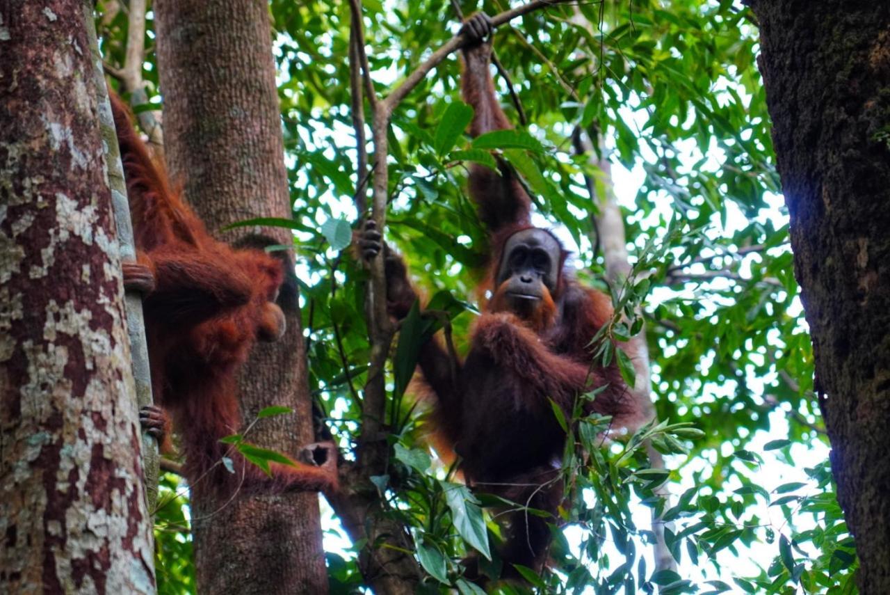 Sumatra Orangutan Discovery Villa Bukit Lawang Εξωτερικό φωτογραφία